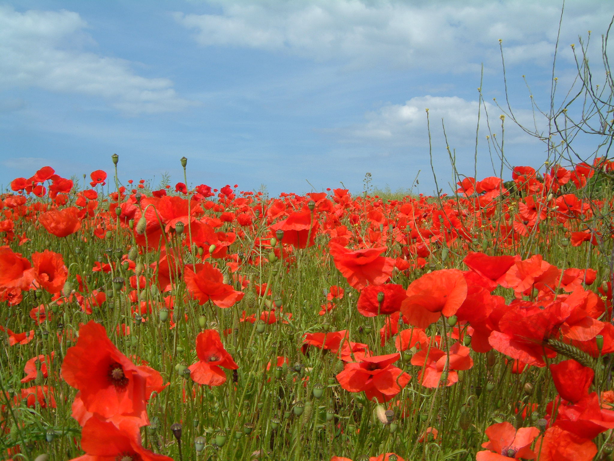 Amazing Poppy Pictures & Backgrounds