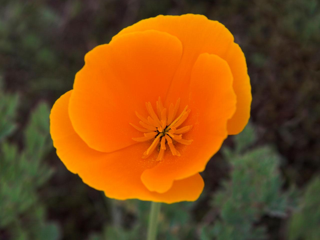 Nice Images Collection: Poppy Desktop Wallpapers