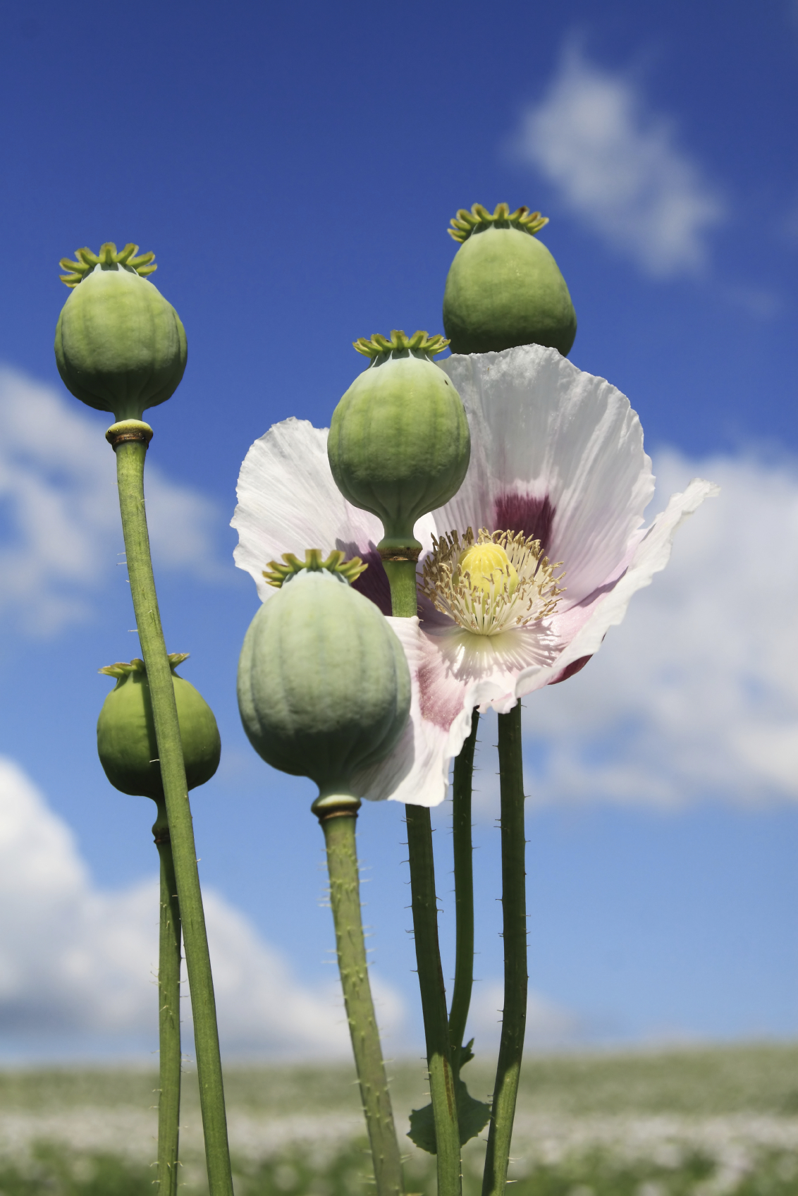 Poppy Pics, Earth Collection