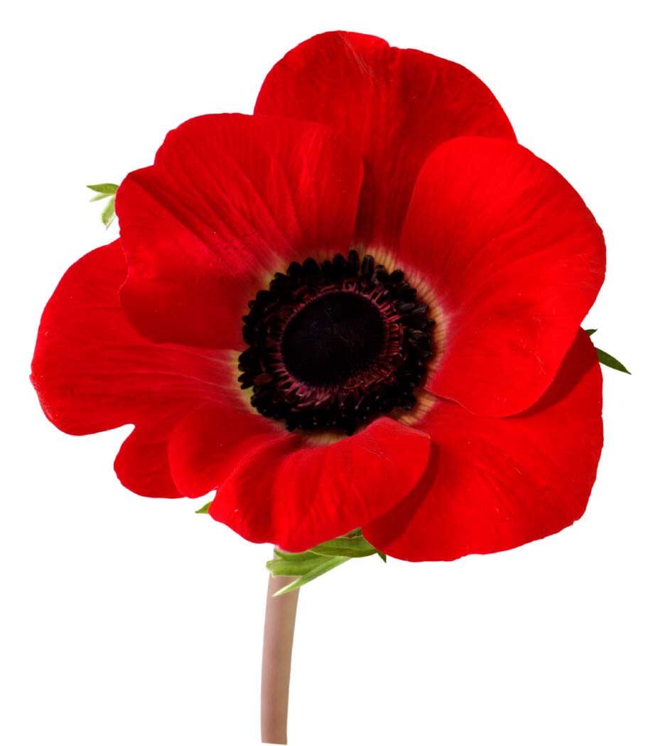 Poppy High Quality Background on Wallpapers Vista