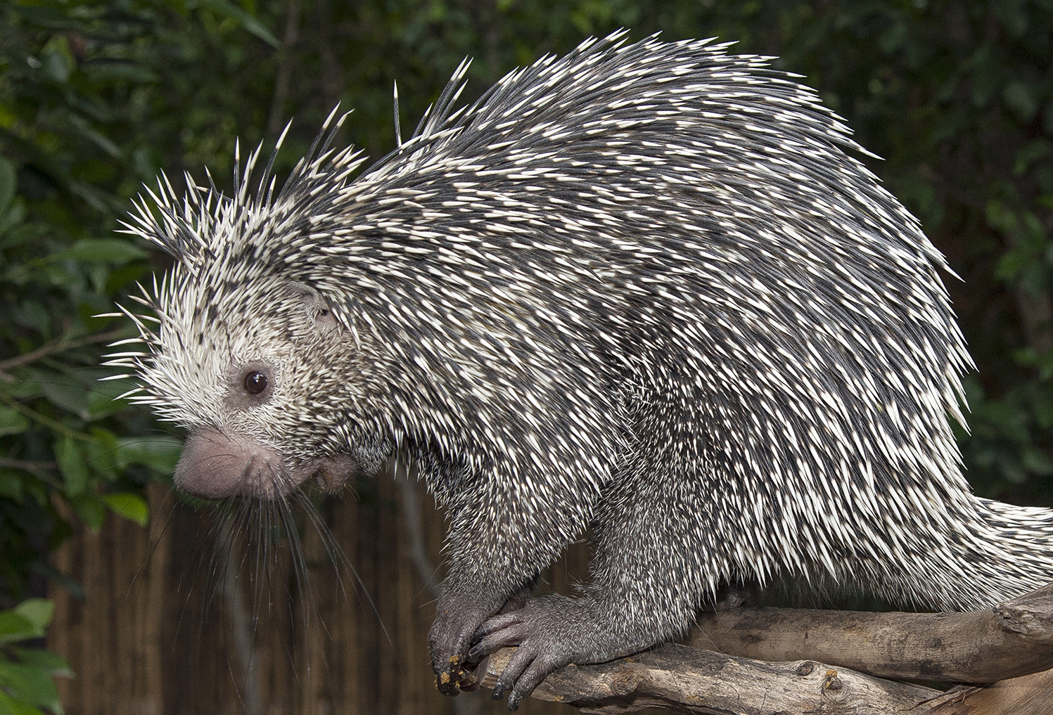 Nice Images Collection: Porcupine Desktop Wallpapers
