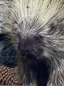 Nice Images Collection: Porcupine Desktop Wallpapers