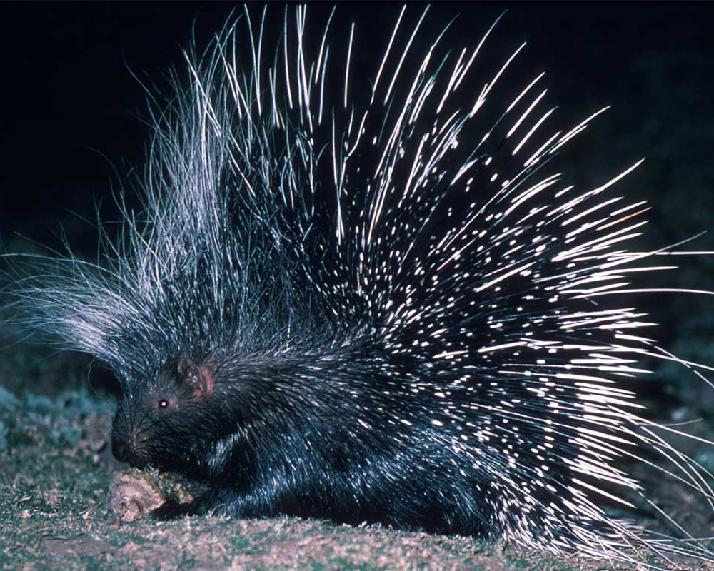 Porcupine High Quality Background on Wallpapers Vista