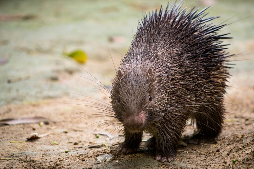 Nice wallpapers Porcupine 960x640px