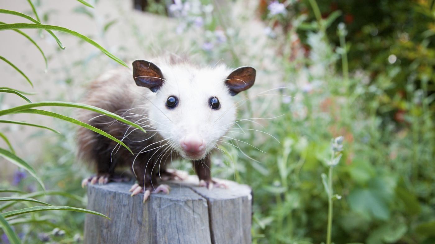 Amazing Possum Pictures & Backgrounds