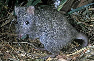Amazing Potoroo Pictures & Backgrounds