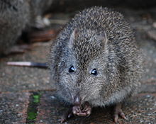 Potoroo Backgrounds, Compatible - PC, Mobile, Gadgets| 220x175 px