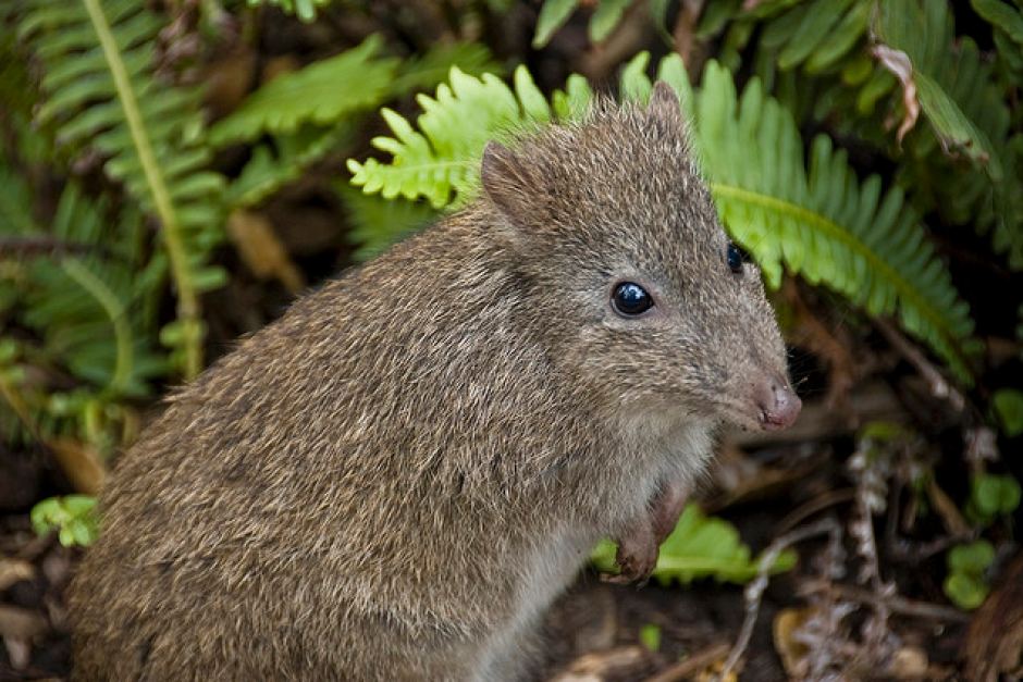 Potoroo High Quality Background on Wallpapers Vista