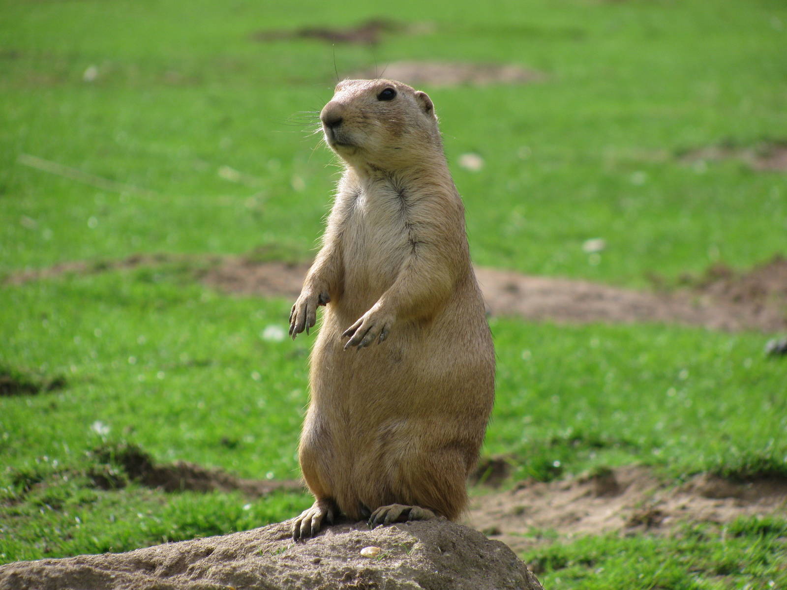 Nice Images Collection: Prairie Dog Desktop Wallpapers