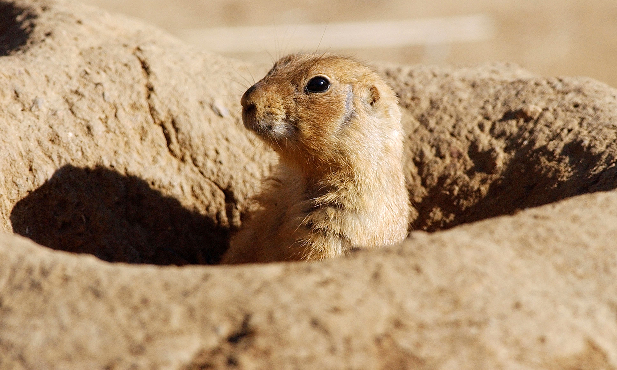Amazing Prairie Dog Pictures & Backgrounds