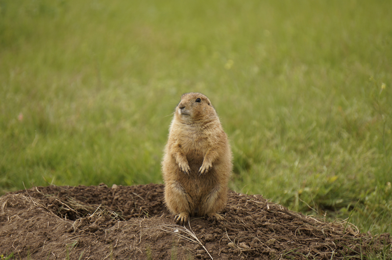 Prairie Dog Pics, Animal Collection