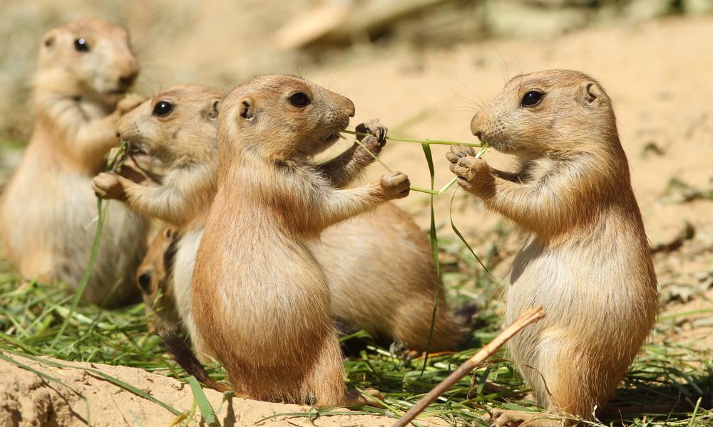 Amazing Prairie Dog Pictures & Backgrounds