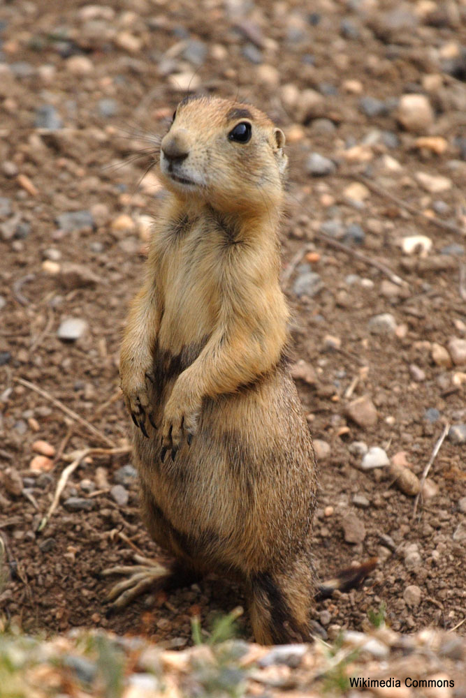Images of Prairie Dog | 667x1000