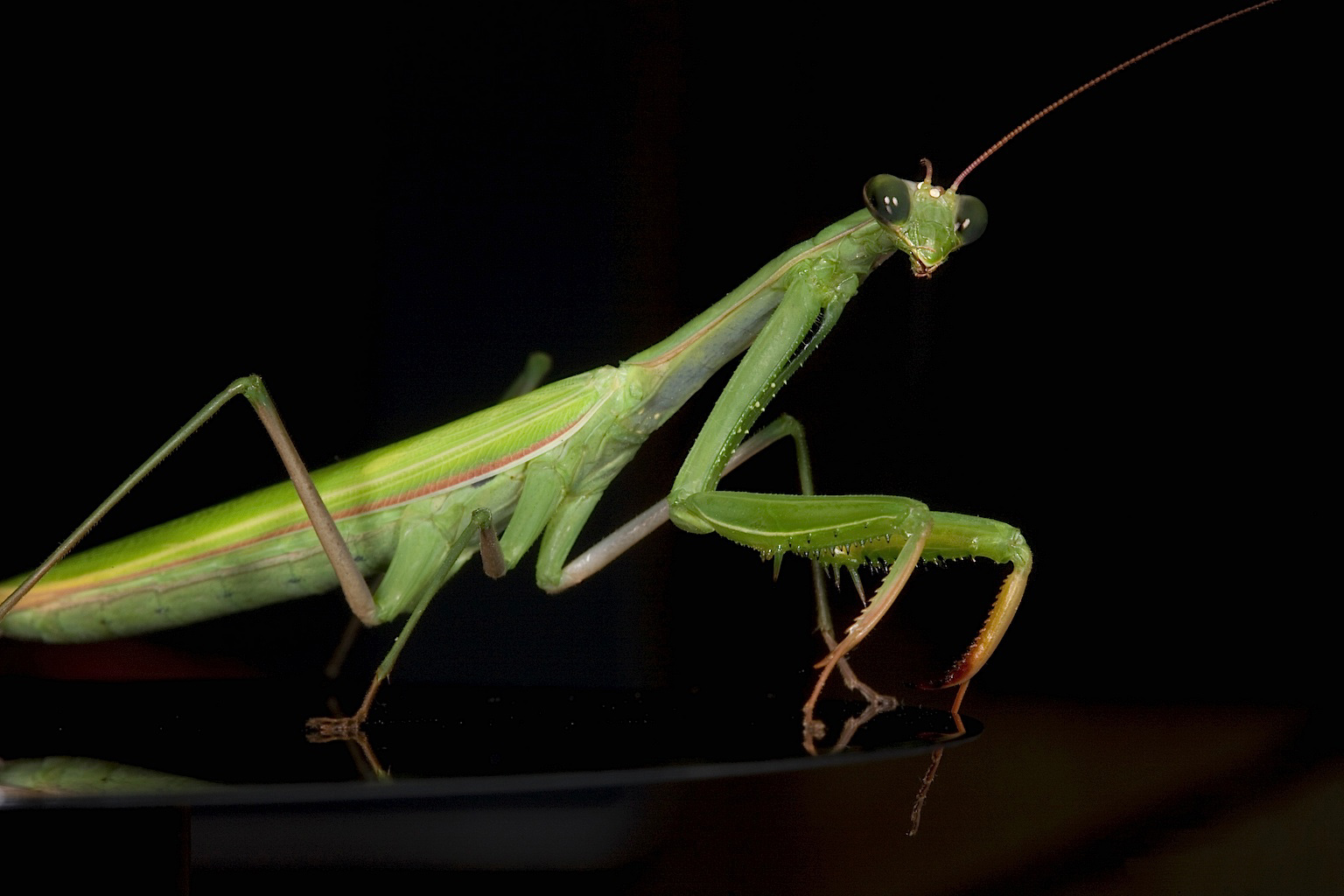 Nice Images Collection: Praying Mantis Desktop Wallpapers