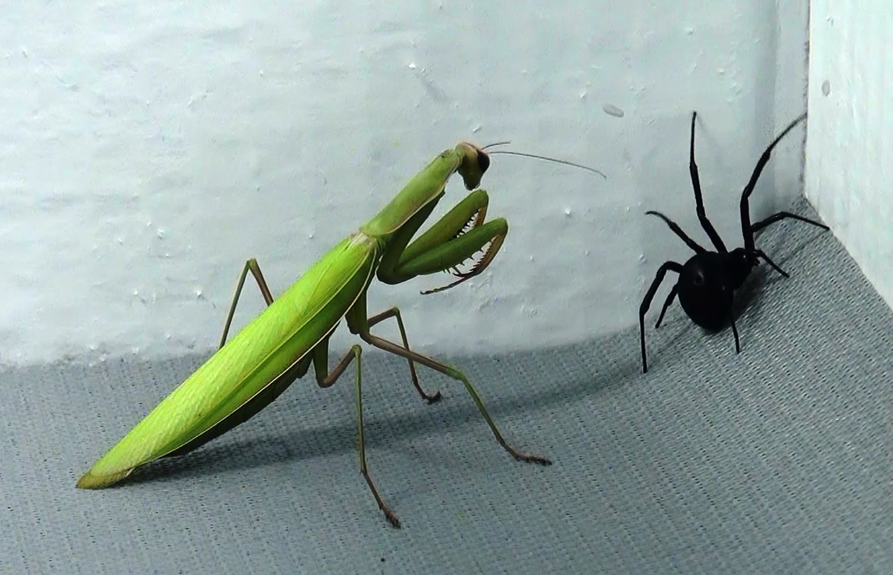 Black widow vs praying mantis