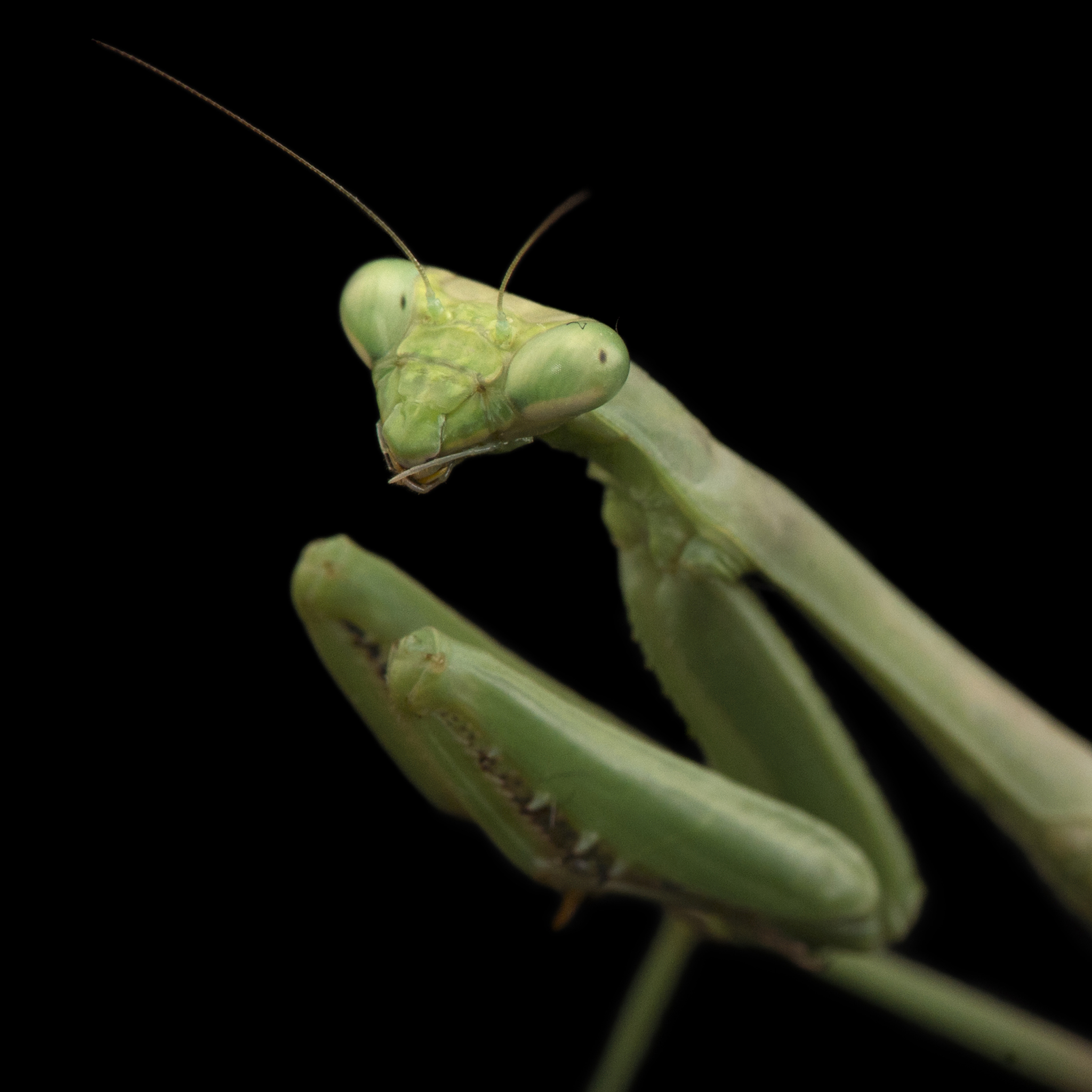 Nice Images Collection: Praying Mantis Desktop Wallpapers