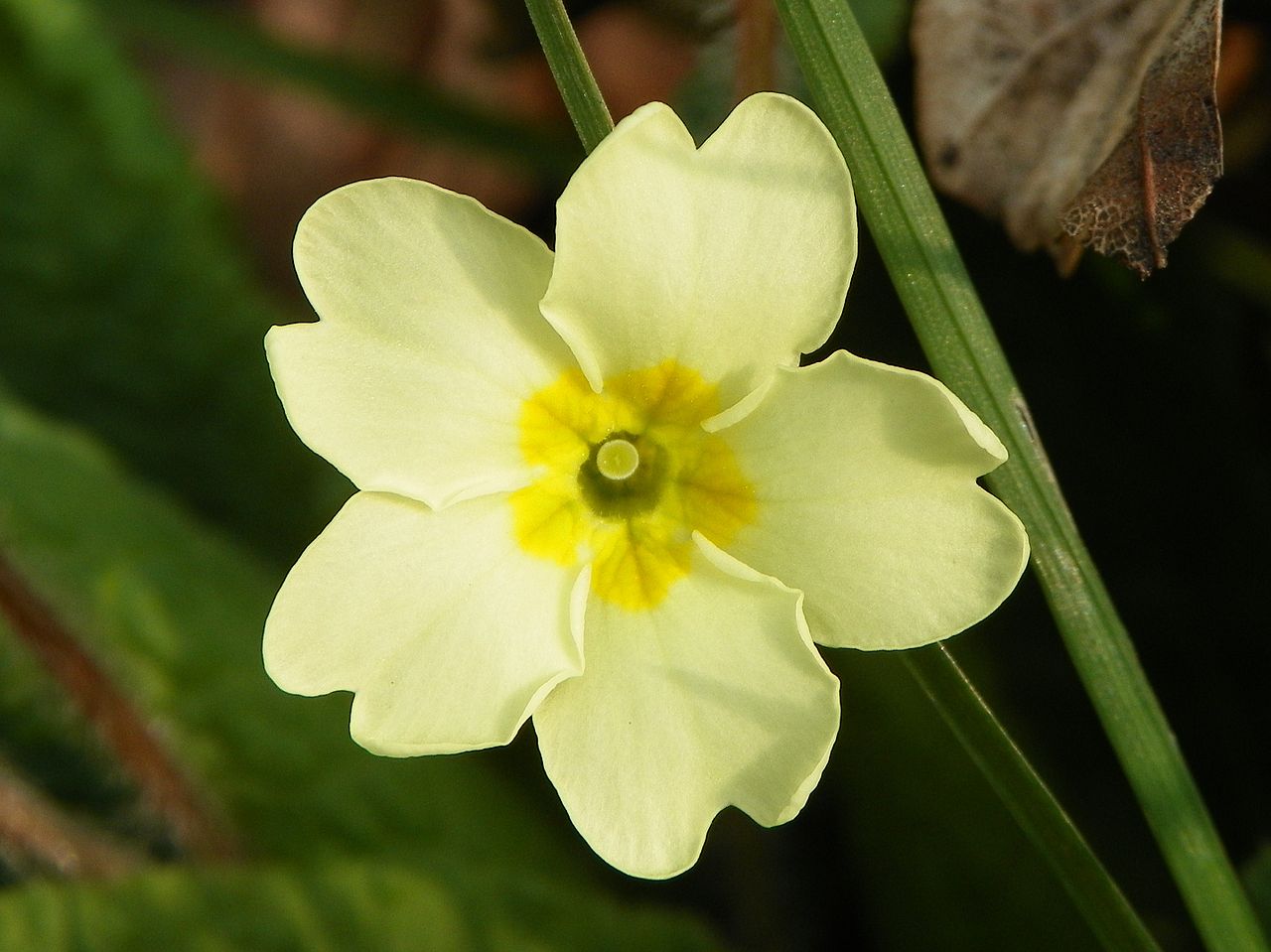 Primrose High Quality Background on Wallpapers Vista