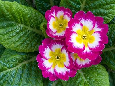Primrose High Quality Background on Wallpapers Vista