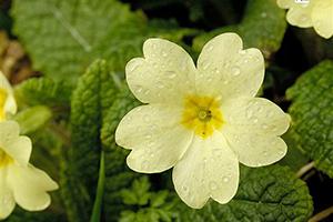 Amazing Primrose Pictures & Backgrounds