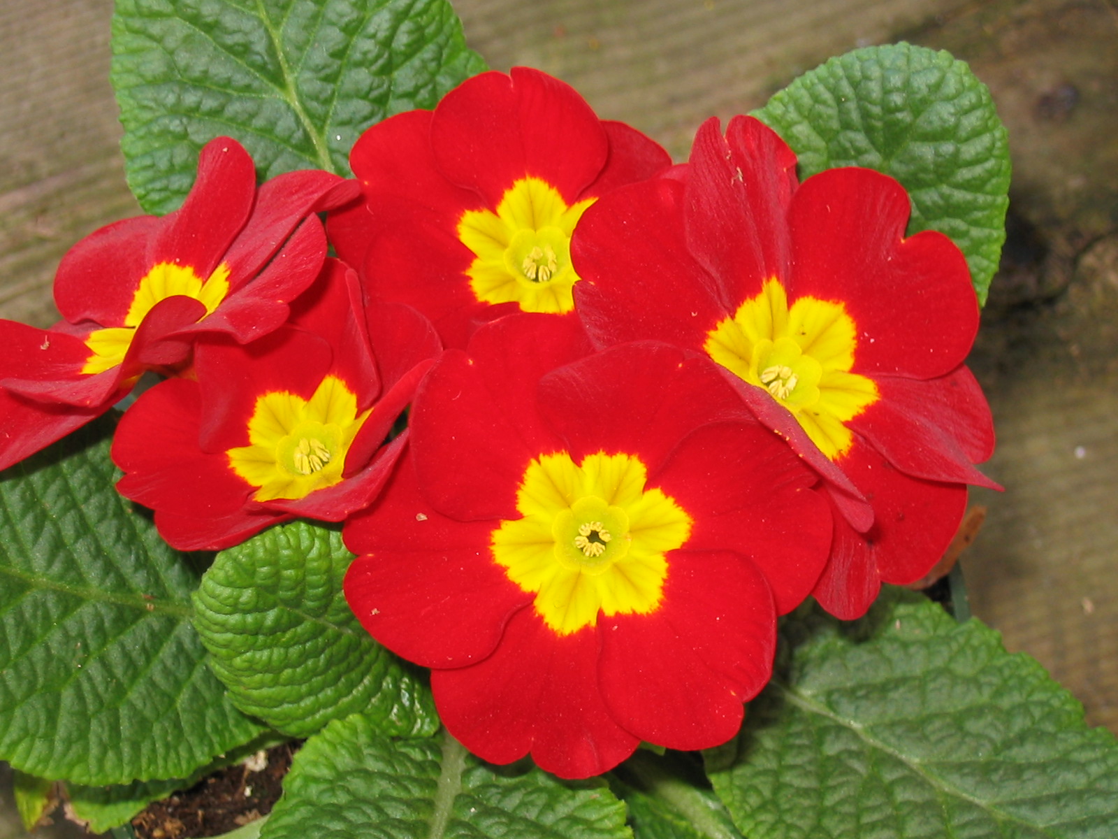 Nice wallpapers Primula 1600x1200px