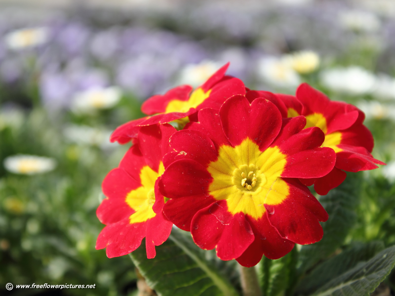 Amazing Primula Pictures & Backgrounds