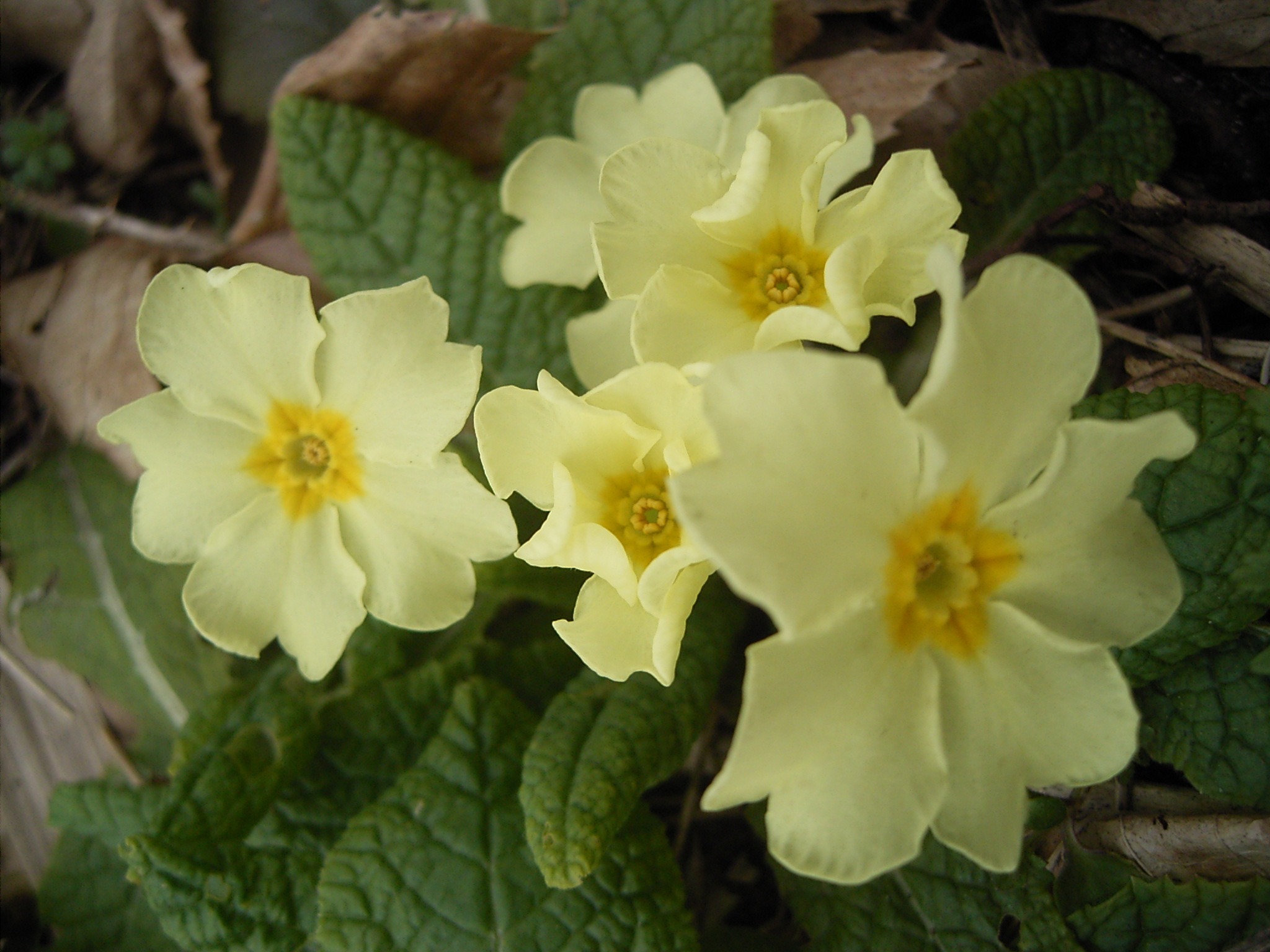 Nice Images Collection: Primula Desktop Wallpapers