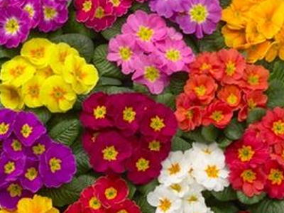 Nice Images Collection: Primula Desktop Wallpapers