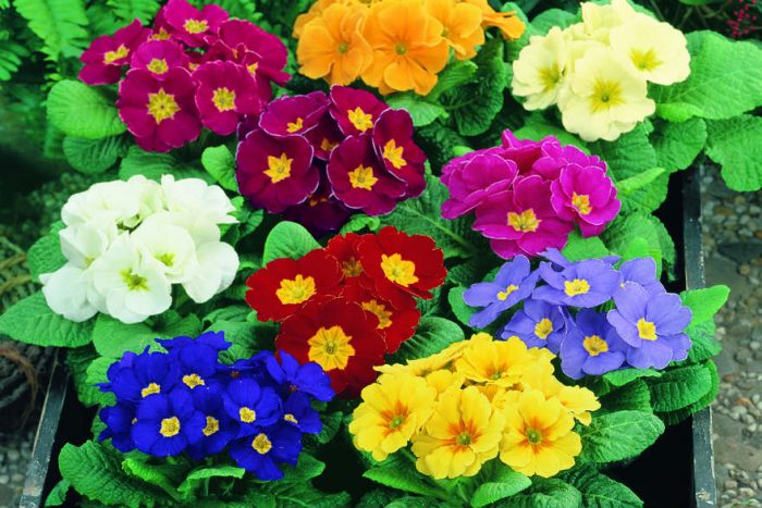 Amazing Primula Pictures & Backgrounds