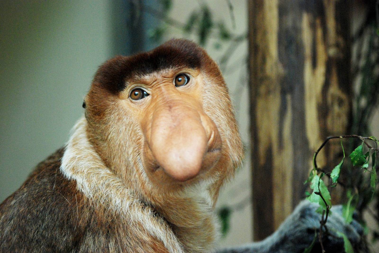 Proboscis Monkey Backgrounds on Wallpapers Vista
