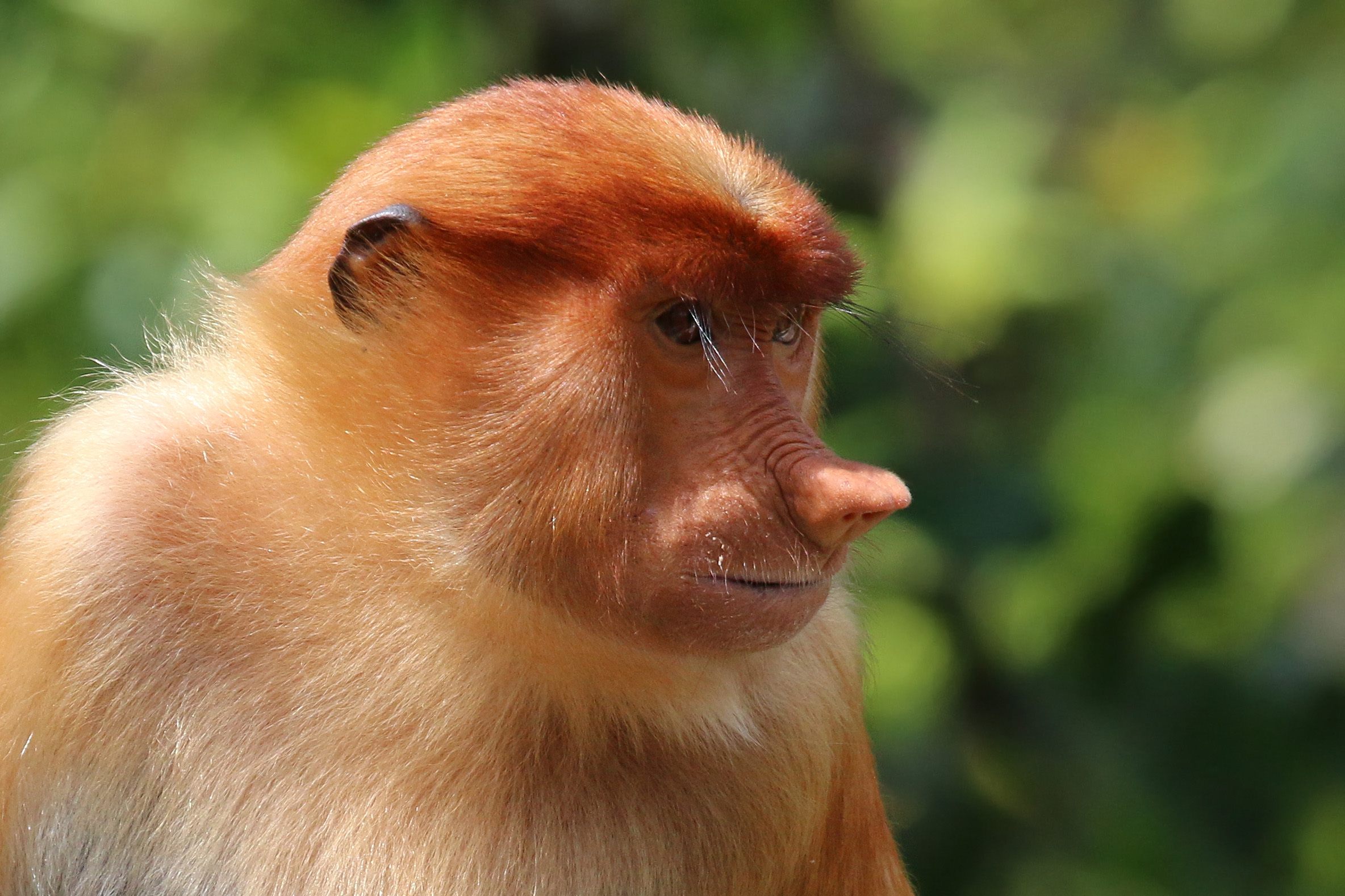 Amazing Proboscis Monkey Pictures & Backgrounds