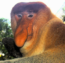 Proboscis Monkey #9