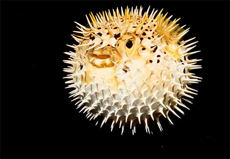 Pufferfish High Quality Background on Wallpapers Vista