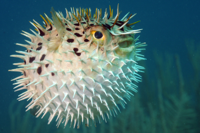 Pufferfish High Quality Background on Wallpapers Vista