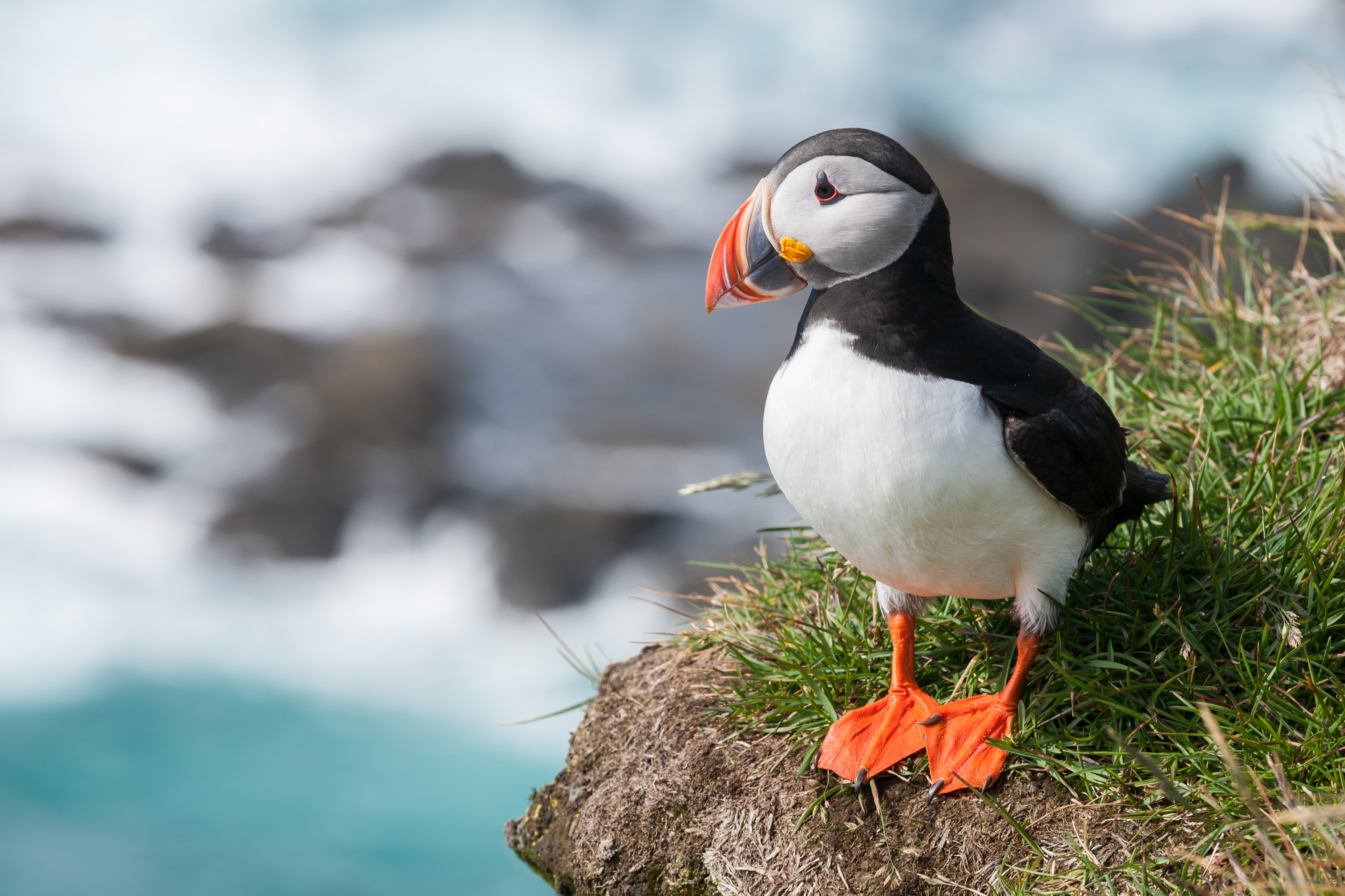 HQ Puffin Wallpapers | File 4820.06Kb