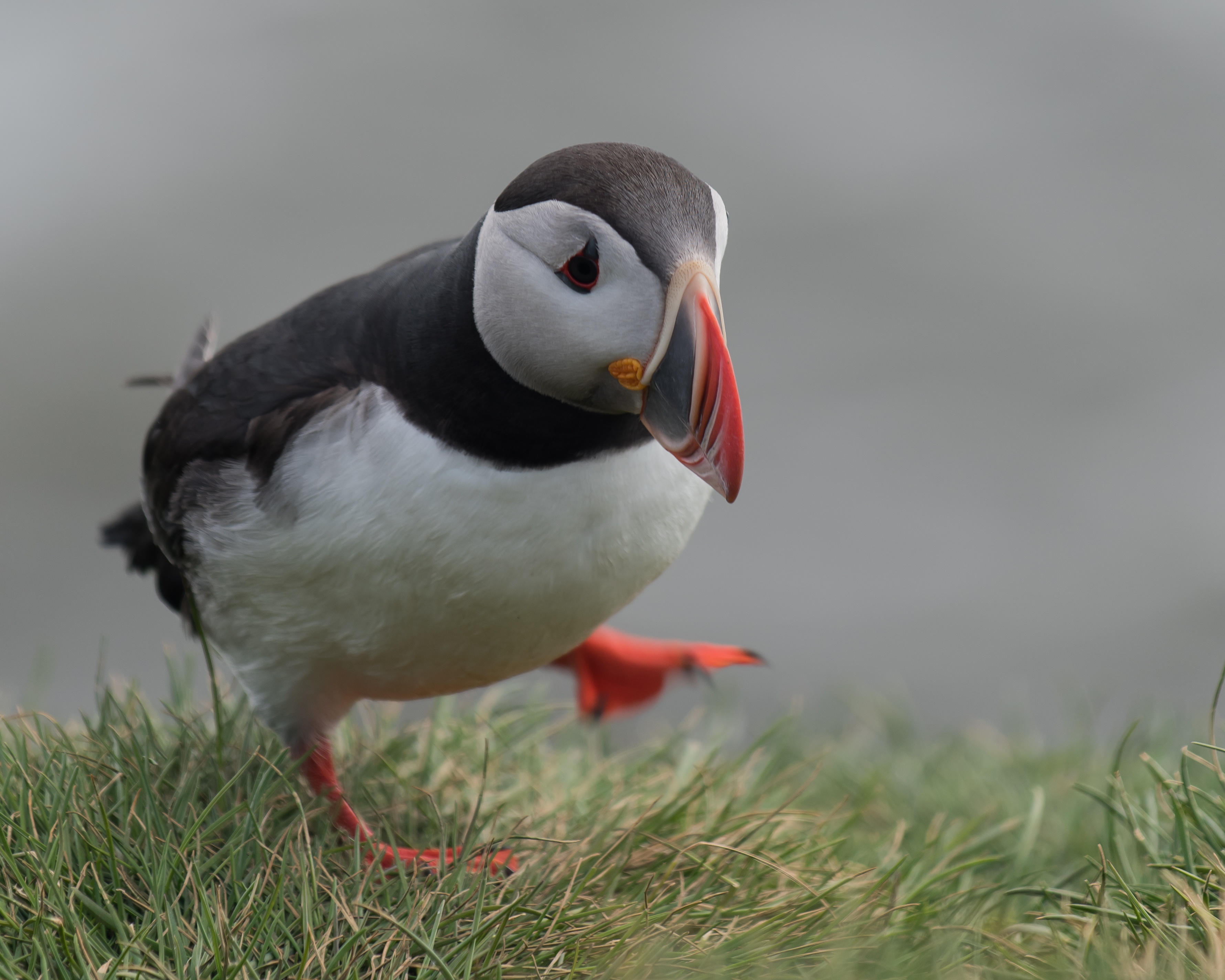 Puffin High Quality Background on Wallpapers Vista
