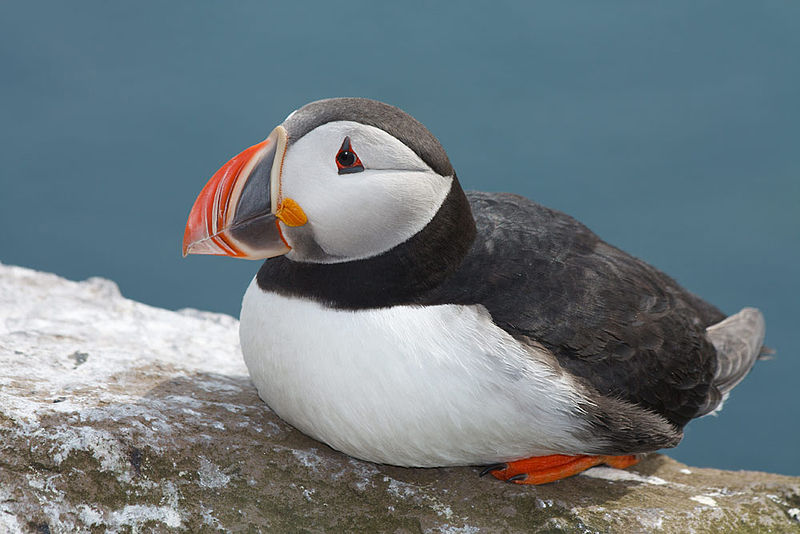 Images of Puffin | 800x534