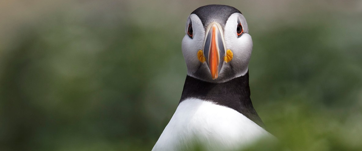 Images of Puffin | 1184x494