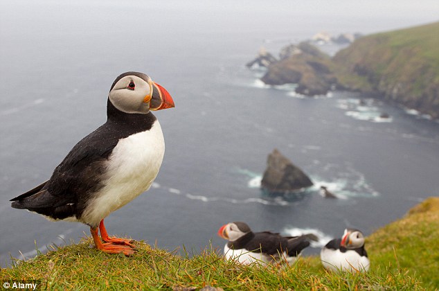 Puffin High Quality Background on Wallpapers Vista