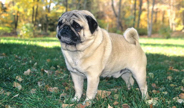 Images of Pug | 645x380