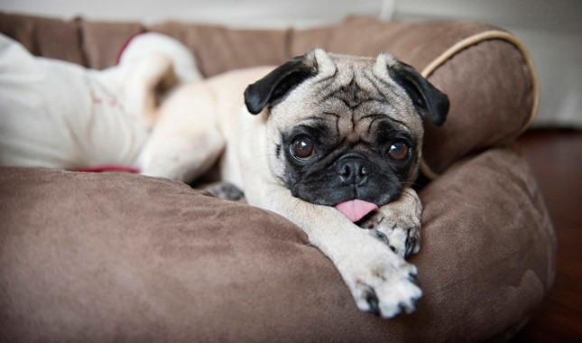 Nice Images Collection: Pug Desktop Wallpapers