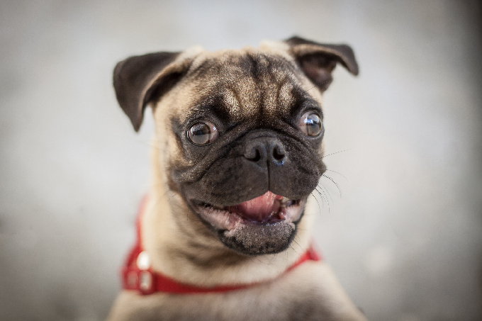 Amazing Pug Pictures & Backgrounds