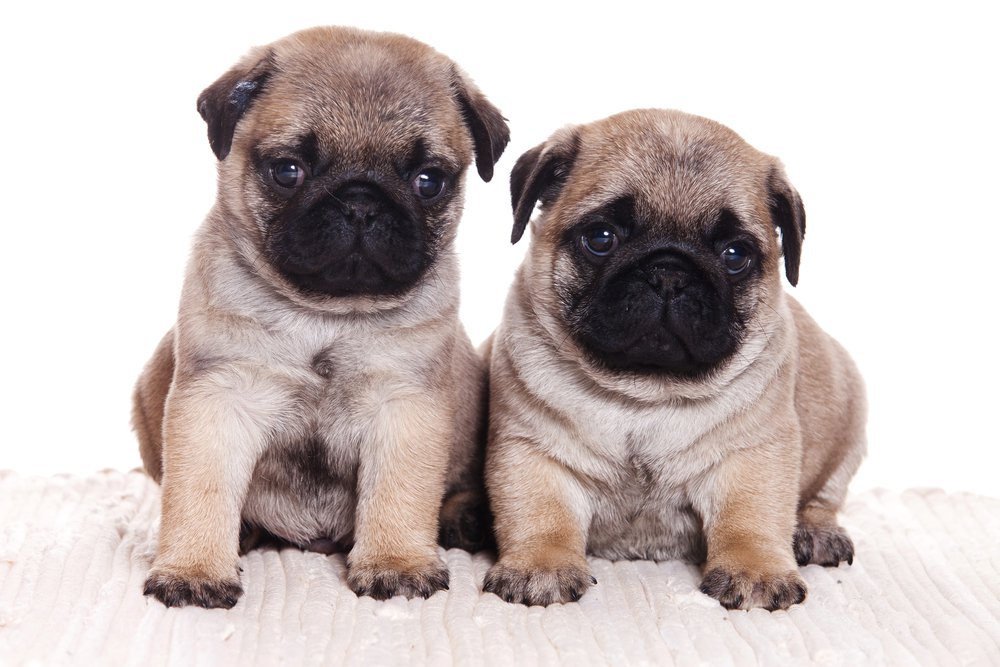 Pug High Quality Background on Wallpapers Vista