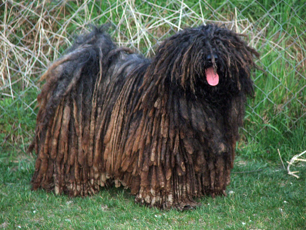 Amazing Puli Pictures & Backgrounds