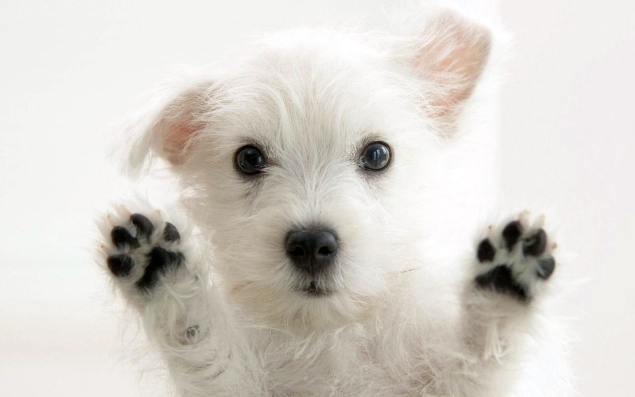 Amazing Puppy Pictures & Backgrounds