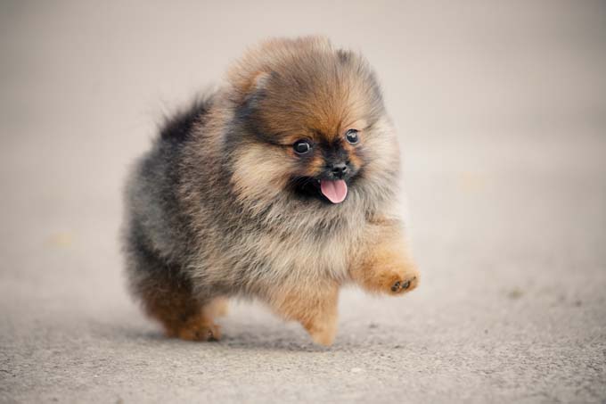 HQ Puppy Wallpapers | File 36.8Kb