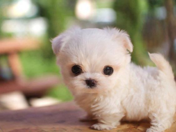Nice Images Collection: Puppy Desktop Wallpapers