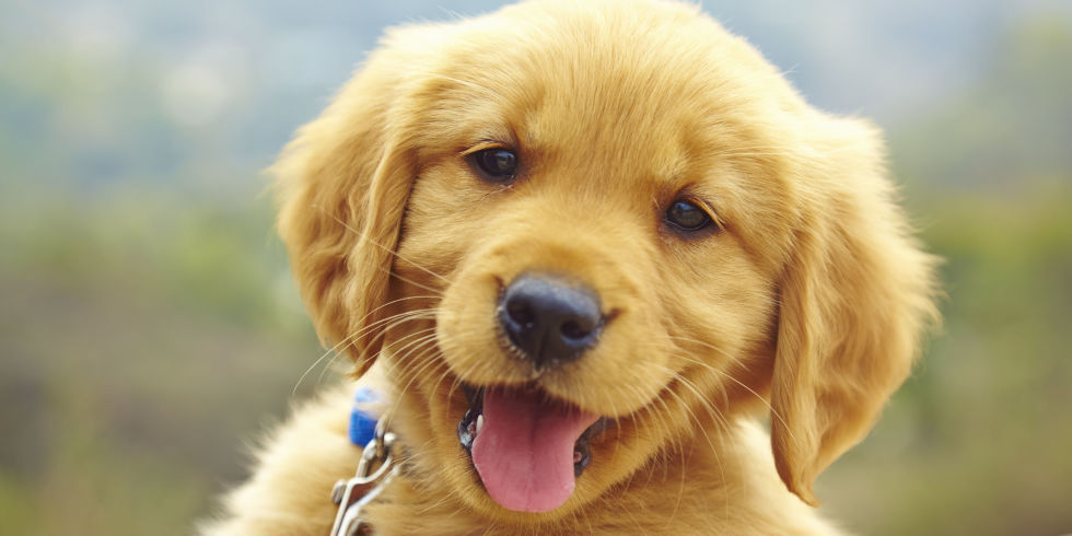 Puppy High Quality Background on Wallpapers Vista