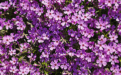 HQ Purple Wallpapers | File 31.07Kb