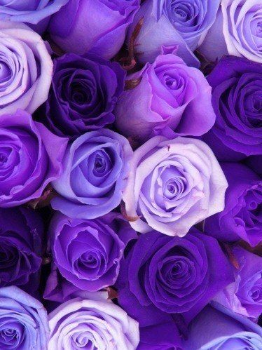 Nice Images Collection: Purple Desktop Wallpapers