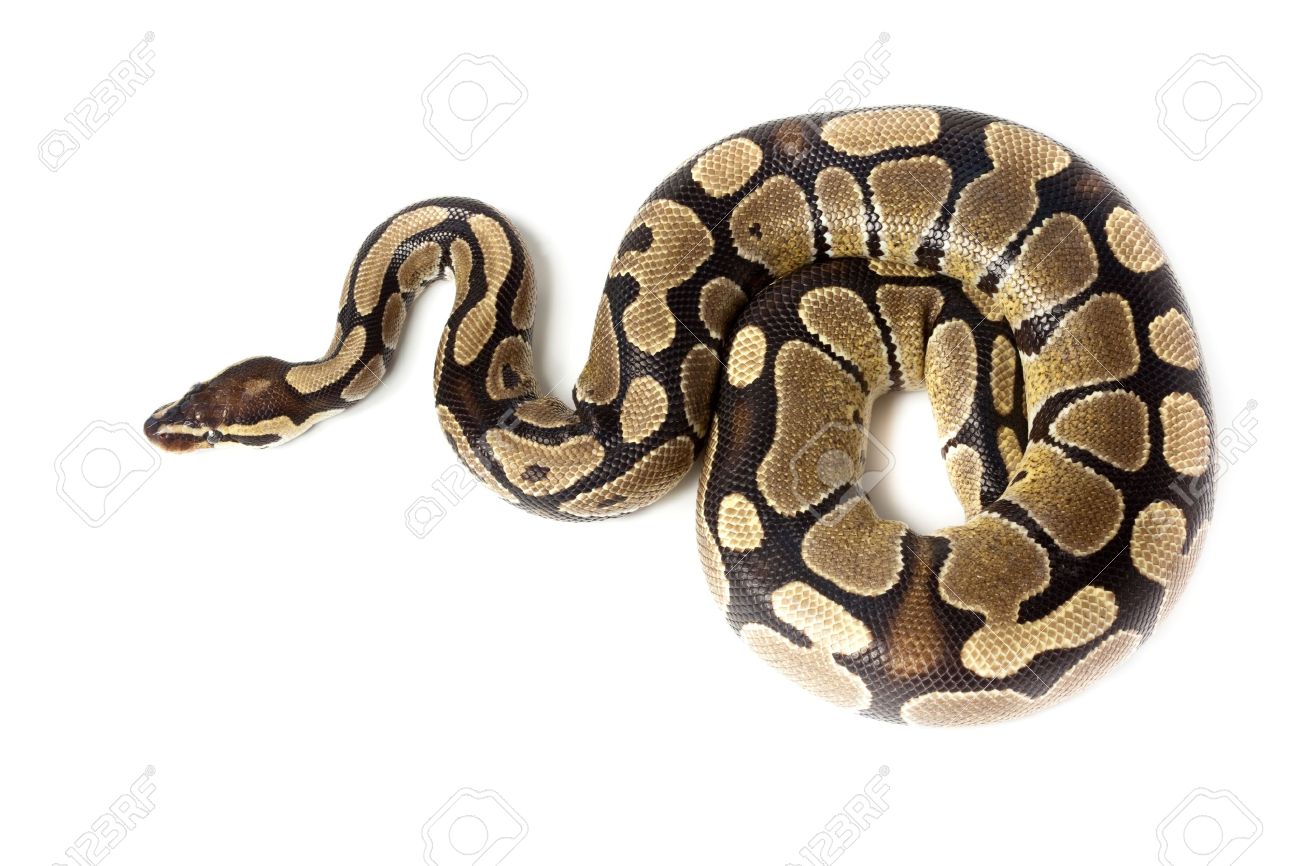Python #7